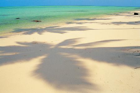 Shadow of palm tree on sand, Bangaram (photo) 