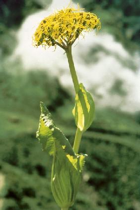 Sheathing Groundsel (Ligularia ampexicaulis) (photo) 