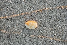Shell with high tide mark of sand catching light of setting sun (photo) 