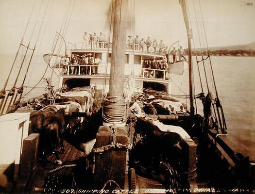 Shipping Cattle on the 'W.G. Hall', Hawaii, 1890s (sepia photo) od 