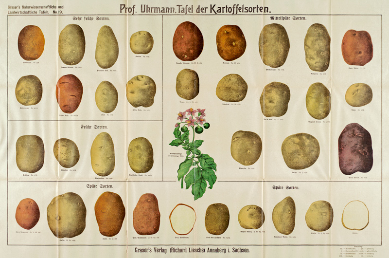 Tafel der Kartoffelsorten / Graser s od 
