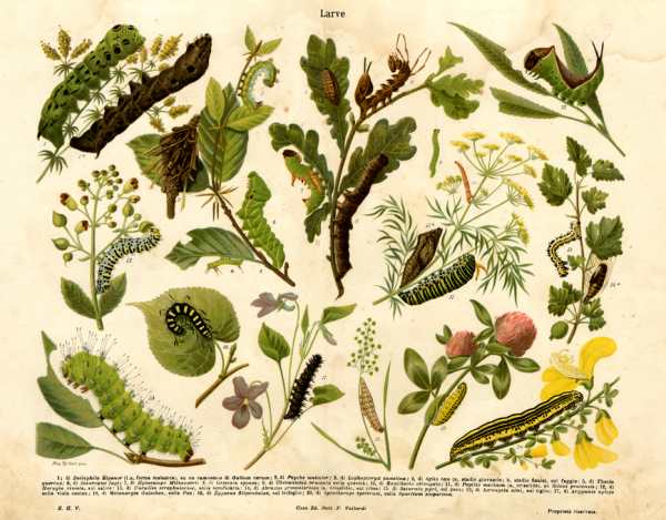 Table illustrating some insect larvae od 