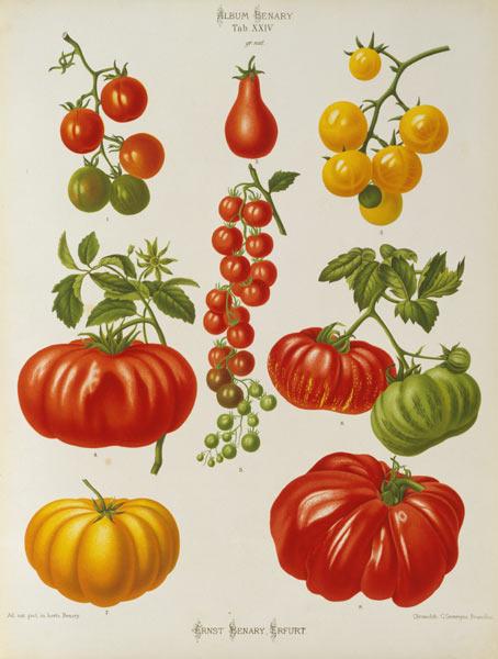 Tomatoes / Album Benary / Lithograph