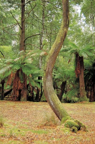 Tree ferns, Mt Field National Park (photo)  od 