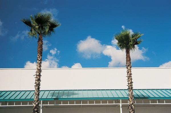 Two straight palms and intersecting roof of shopping complex (photo)  od 