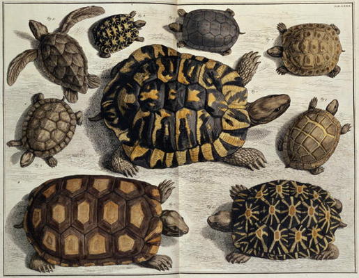 Turtles: from Albert Seba's Locupletissimi Rerum Naturalium, c.1750 (hand coloured engraving) od 