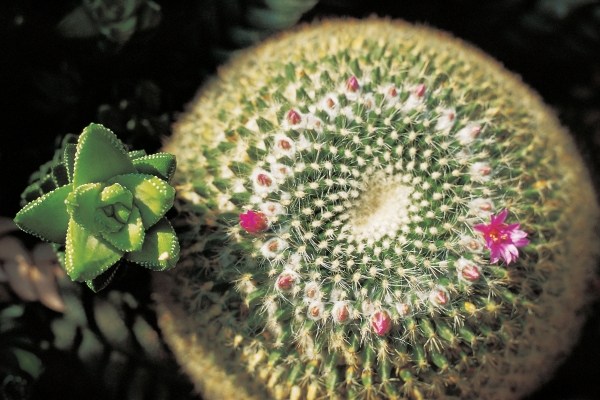 Unusual cactus formation with red flower (photo)  od 