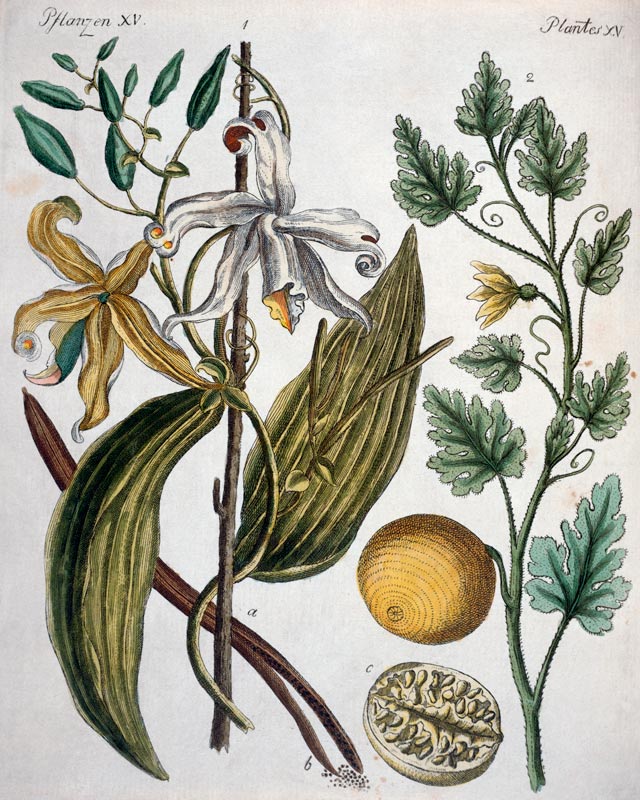 Vanilla and Coloquinth / Bertuch 1792 od 