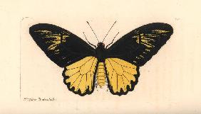Van de Poll’s birdwing butterfly