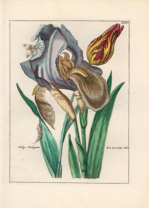 Variegated tulip, Tulipa variegata od 