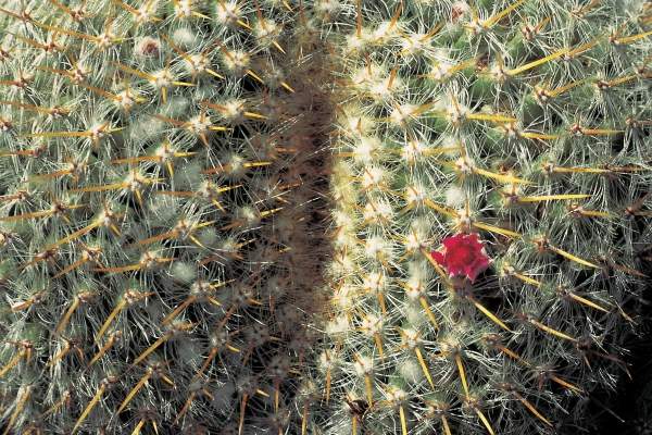 Very unusual cactus formation with red flowers (photo)  od 