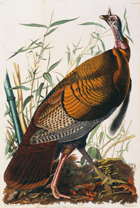 Wild Turkey, Male (Meleagris Gallopavo) From ''The Birds Of America'' By John James Audubon (1785-18 od 