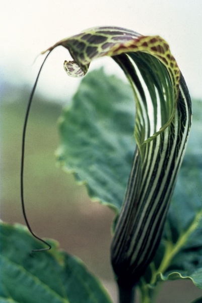 Wallich''s Snake Lily (Arisaema propinguum Schott) (photo)  od 