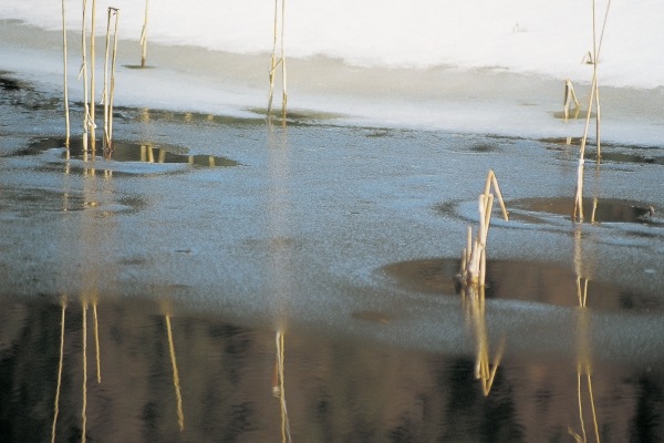 Water frozen at night and reeds, St Moritz (photo)  od 