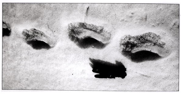 Yeti footprints in the snow (b/w photo)  od 