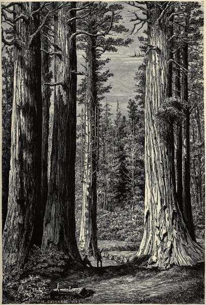 Yosemite National Park, Redwood trees od 