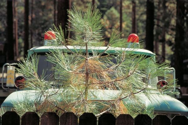Young pine tree and parked behind game-warden''s four-wheeler with two red blinking lights (photo)  od 