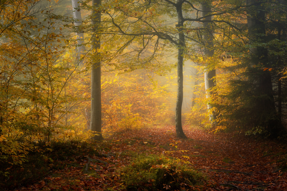 Autumn Trees od Norbert Maier