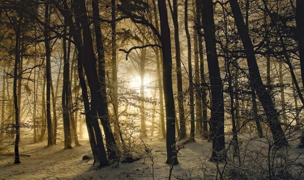 winter morning od Norbert Maier