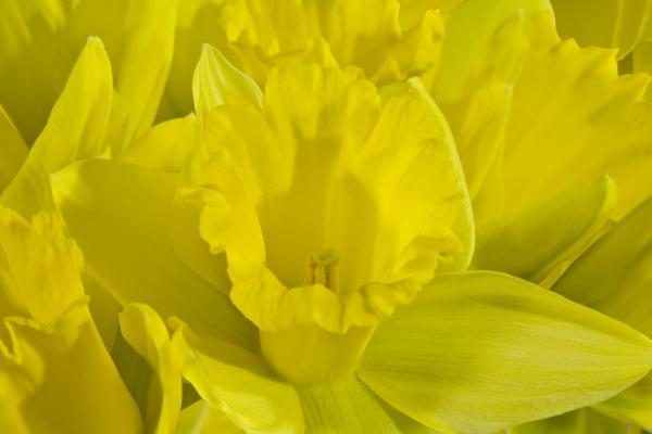 Daffodils od Norma Cornes