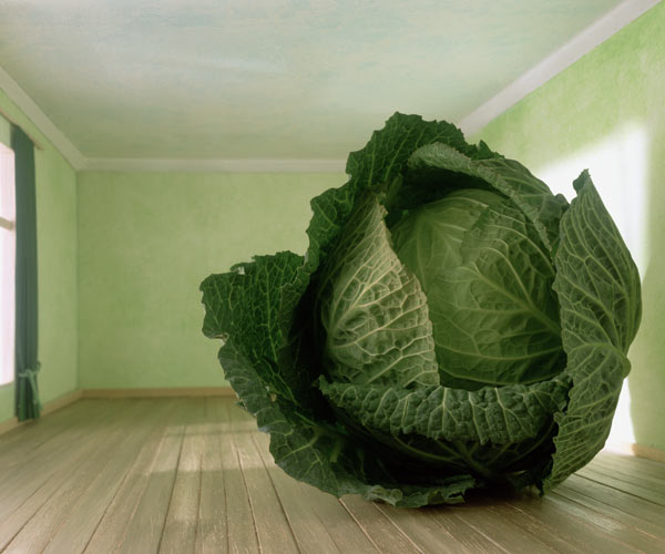 Cabbage (after Magritte) 1995 (colour photo)  od Norman  Hollands