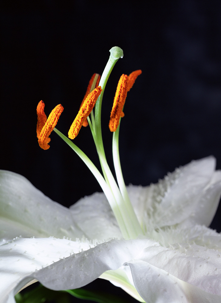Lily Stamens od Norman  Hollands
