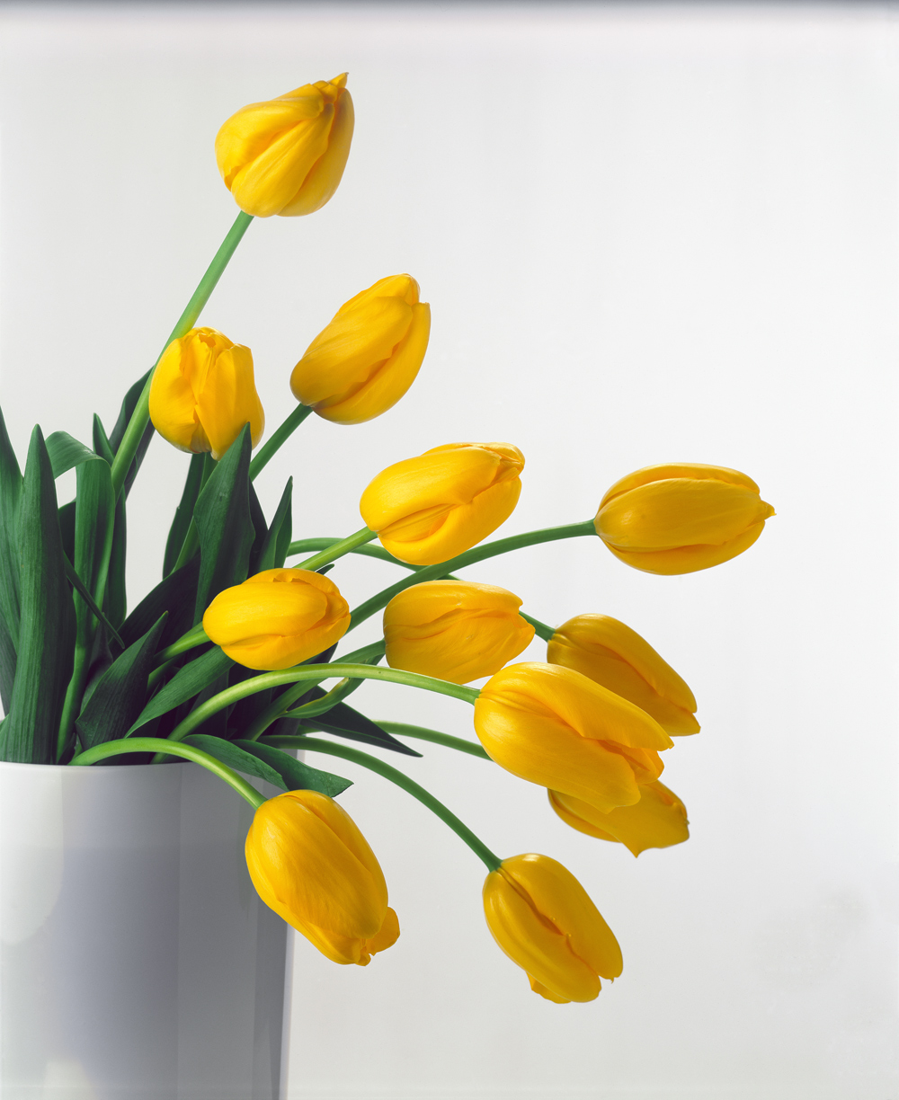 Yellow Tulips II, 1999 (colour photo)  od Norman  Hollands