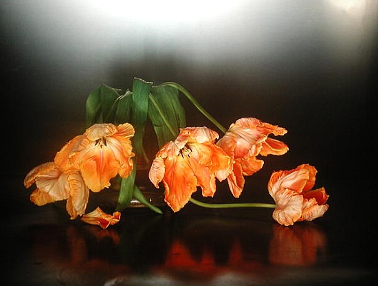 Drooping parrot tulips, 1990 (colour photo)  od Norman  Hollands