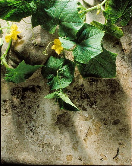 Mask & squash leaves, 1994 (colour photo)  od Norman  Hollands