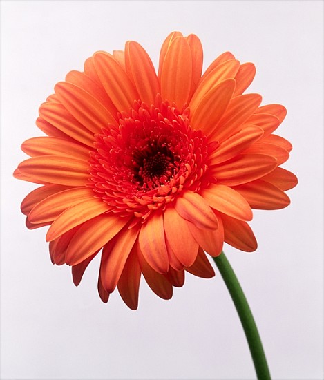 Orange flower, 1999 (colour photo)  od Norman  Hollands