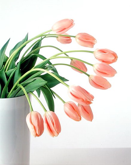 Pink Tulips, 1999 (colour photo)  od Norman  Hollands