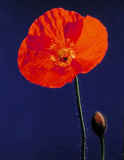 Poppy, 1996 (colour photo)  od Norman  Hollands