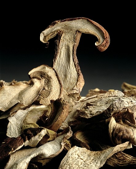 Porcini Mushrooms ''Golgotha'', 1994 (colour photo)  od Norman  Hollands