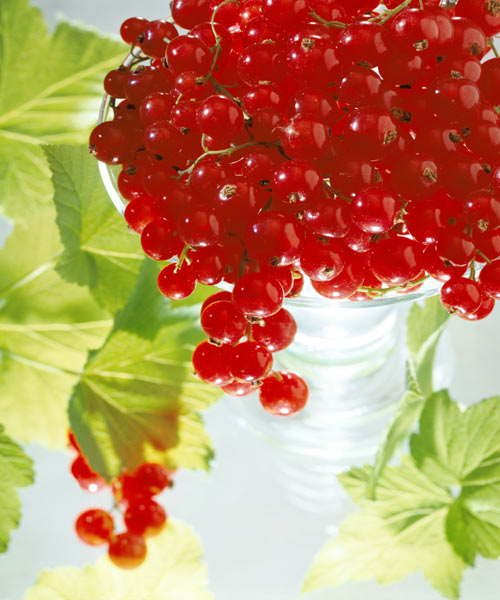 Redcurrants & leaves, 1996 (colour photo)  od Norman  Hollands