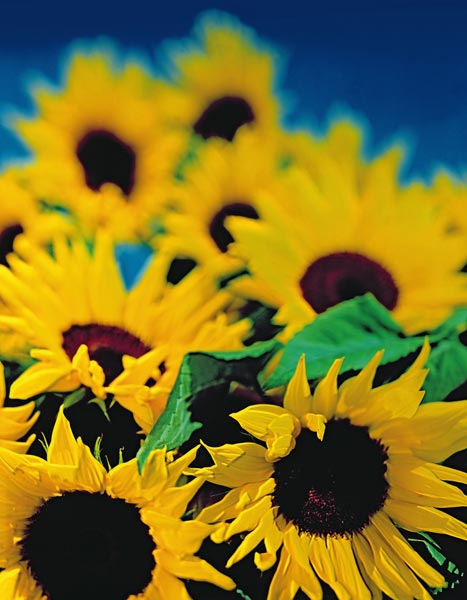 Sunflower relief, 1999 (colour photo)  od Norman  Hollands
