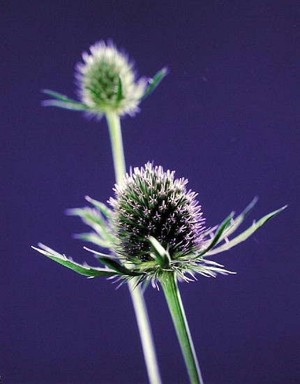 Thistles, 1996 (colour photo)  od Norman  Hollands