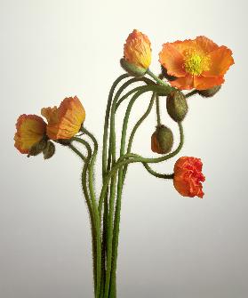 Bendy Poppies, 1995 (colour photo) 