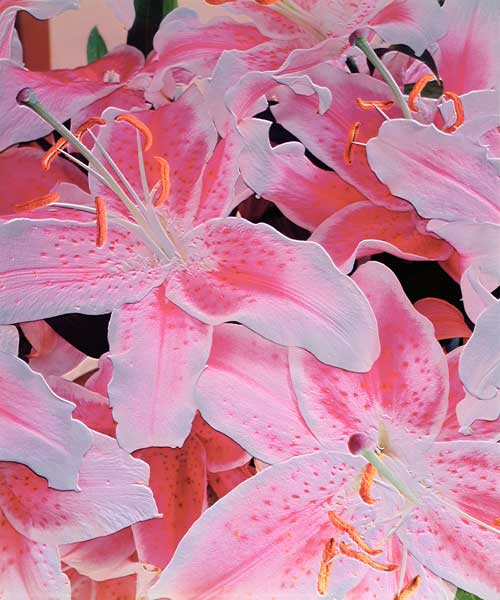 Tiger lily relief, 1999 (colour photo)  od Norman  Hollands