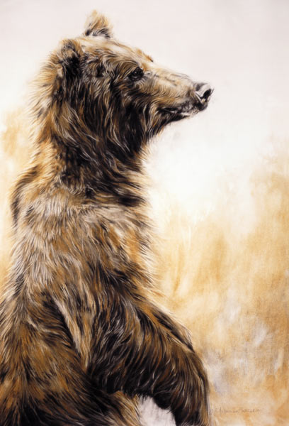 Grizzly Bear 2, 2002 (carbon pencil, charcoal & chalk)  od Odile  Kidd