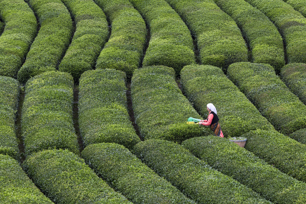 Tea Harvest od Özden Sözen