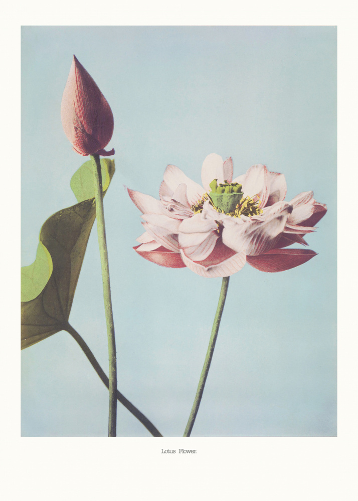 Lotus Flowers od Ogawa Kazumasa