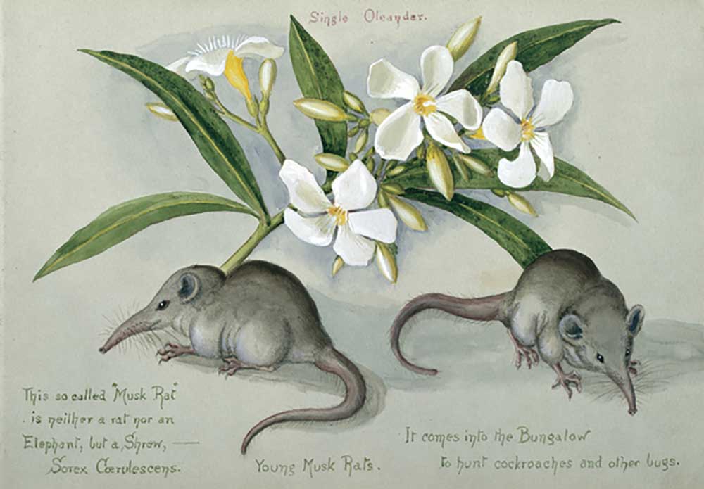 Suncus murinus caerulescens, Indian grey musk-shrew, Young Musk Rats, from one of 16 sketchbooks pre od Olivia Fanny Tonge