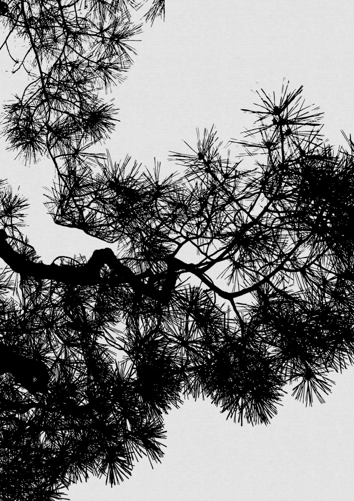 Pine Tree Black & White od Orara Studio