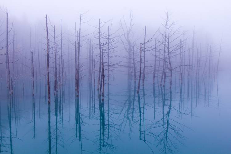 Misty Blue Pond od OSAMU ASAMI