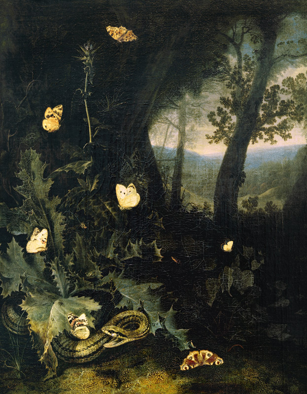 Waldboden mit Distel und Schlange od Otto Marseus van Schrieck