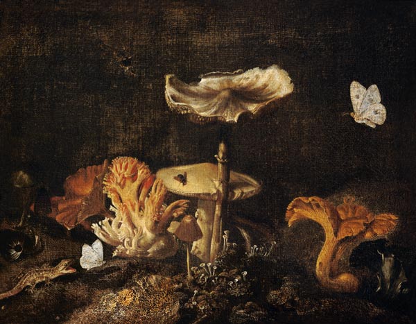 Still Life with Mushrooms and Butterflies od Otto Marseus van Schrieck