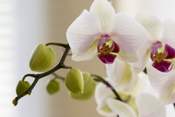 Orchidee od 