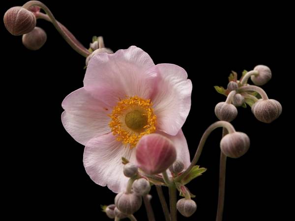 Anemone japonica od 