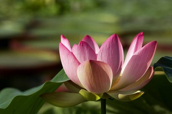 Lotus-Blüte od 