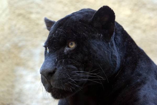 schwarzer Panther od 